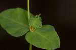 Warty spurge